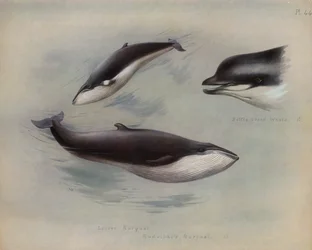 Lesser Rorqual, Rudolphis Rorqual, Bottle-nosed Whale